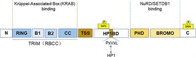 The role of tripartite motif-containing 28 in cancer progression and its therapeutic potentials